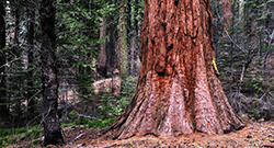 Tuolumne Grove of Sequoias